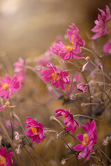 Anemon, różowe kwiaty w ogrodzie