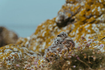 Gulls nesting on Ireland's Eye in Howth, Ireland 