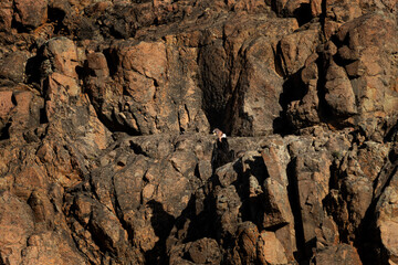 Andean condor in Patagonia And. The biggest flying bird in Argentina. One of rarest bird in South America.