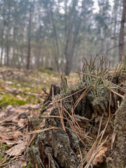 mixed spring forest in the afternoon