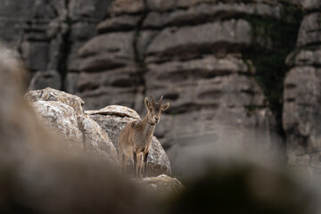 Iberian ibex on the rock in Natural Torcal de Antequera. Rare ibex in  Pyrenees. Rare animals in Spain. 