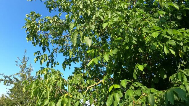 Walnussbaum Bl&auml;tter im Sommer