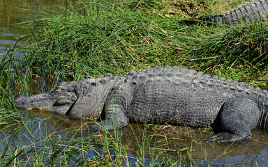 Alligator at the South Padre Island Birding and Nature Centre, Texas