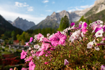 Pink petunia with scenic view of majestic rugged mountain peaks of Sexten Dolomites, Bolzano, South Tyrol, Italy, Europe. Hiking in panoramic Fischleintal near Moos, Italian Alps. Balcony luxury hotel