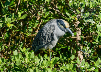 Green Heron at South Padre Island,Texas