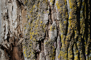 Fondo de corteza de un árbol.