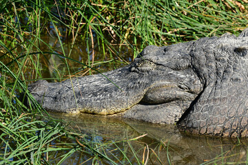 Alligator at the South Padre Island Birding and Nature Centre, Texas