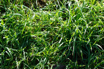 Fondo de hierba verde en primavera.