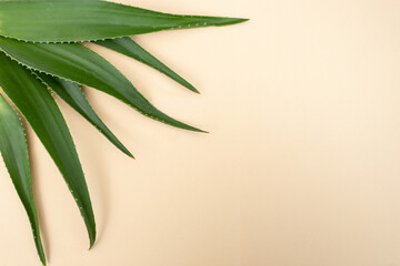 Aloe leaves in the shape of a fan, in the corner of a cream background, copy space backdrop