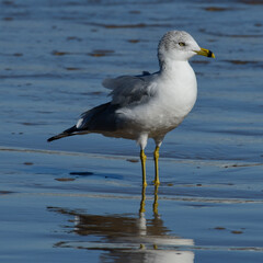 Seagull at South Padre Island Beach, Texas