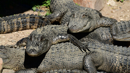 Alligators at the South Padre Island Birding and Nature Centre, Texas