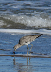 Shoreline bird at South Padre Island, Texas