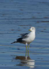Seagull at South Padre Island Beach, Texas