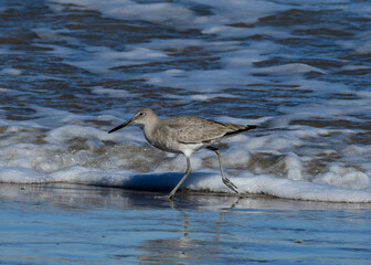 Shoreline bird at South Padre Island, Texas