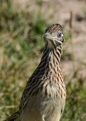 Roadrunner at Laguna Atascosa Wildlife Refuge, Los Fresnos Texas