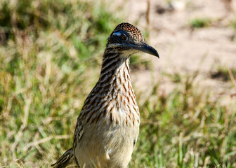 Roadrunner at Laguna Atascosa Wildlife Refuge, Los Fresnos Texas
