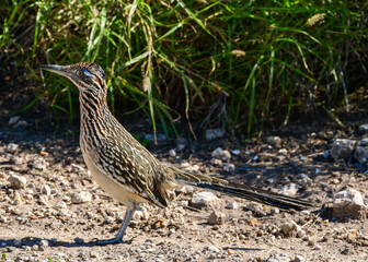 Roadrunner at Laguna Atascosa Wildlife Refuge, Los Fresnos Texas
