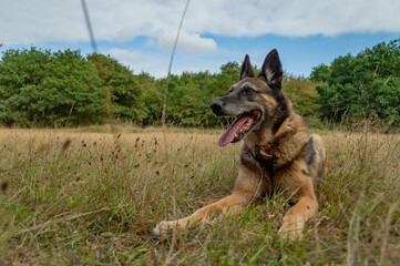 Eden, berger belge malinois dans les prairies de Gétigné, Clisson, Loire Atlantique, Pays de la Loire, France