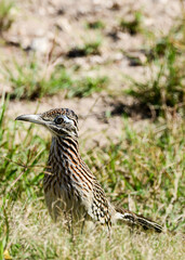 Roadrunner at Laguna Atascosa Wildlife Refuge, Los Fresnos Texas