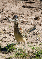 Roadrunner at Laguna Atascosa Wildlife Refuge, Los Fresnos Texas