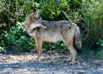 Naklejka na ściany i meble Coyote in Laguna Atascosa National Wildlife Refuge, Los Fresno, Texas
