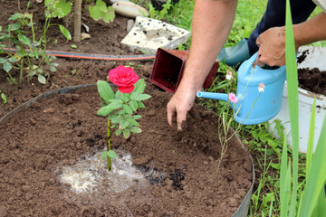 Fototapeta premium A pensioner man plants a red rose flower in open ground and waters it on a cloudy summer day - male hands with a watering can - close-up, horizontal photo. Gardening, hobbies, plant care, gardening