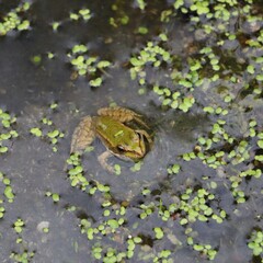 frog in the pond