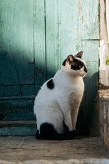 A black and white cat sitting by an old green door on a sunny day.