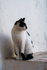 Street white cat with black spots sitting by white wall.