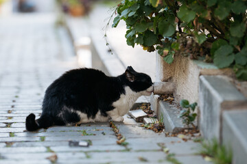 Black and white street cat drinking water from drain pipe.