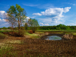 A clear sky overlooks a small pond amidst a field of cut reeds and distant greenery.