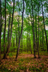 Tall trees with green leaves in a forest, sunlight filtering through.