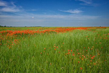 A green field with scattered red poppies under a clear blue sky.