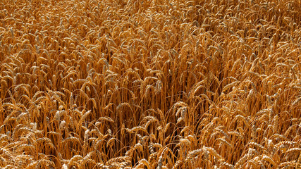 Ripe wheat with golden hues ready for harvest.