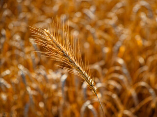 Sunlight highlighting the texture of ripe wheat ears.