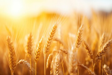 Obraz premium Close up view on wheat field with golden sunset light during sunny summer day. Generative Ai.