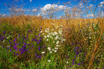 A field with tall golden grass, purple and white flowers, under a blue sky with fluffy clouds.