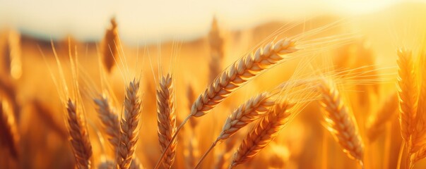 Close up view on wheat field during nice sunny golden hour banner panorama. Generative Ai.