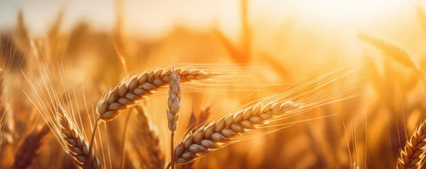 Foto op Aluminium Bestemmingen Close up view on wheat field during nice sunny golden hour banner panorama. Generative Ai.