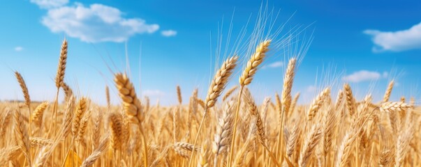 Close up view on wheat field during nice sunny summer day, banner panorama. Generative Ai.
