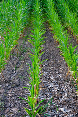 Rows of young corn plants with vibrant green leaves, surrounded by rocky, dry soil.
