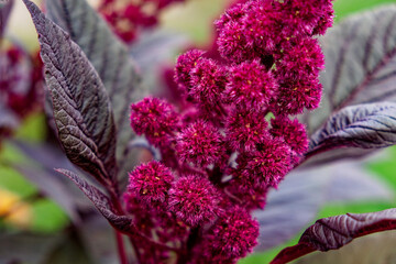 A vibrant pink flower stands out against green and purple leaves.