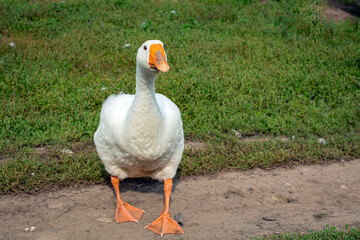 Close-up of a young white goose strolling through the village.
