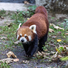 Obraz premium The red panda, Ailurus fulgens, also called the lesser panda.