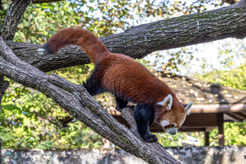 The red panda, Ailurus fulgens, also called the lesser panda.