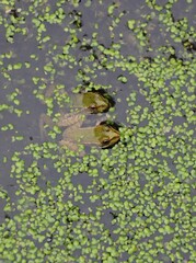 Couple of frogs in the pond