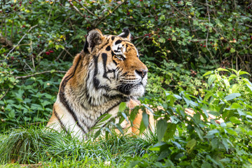 The Siberian tiger,Panthera tigris altaica in a park