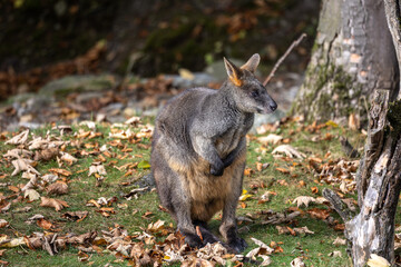 Swamp Wallaby, Wallabia bicolor, is one of the smaller kangaroos