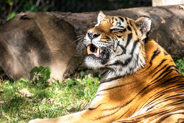 The Siberian tiger,Panthera tigris altaica in a park