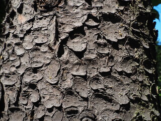 Spruce tree bark close up. The exfoliating bark of the tree. Light gradient. Natural structure texture.